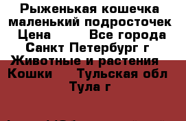 Рыженькая кошечка маленький подросточек › Цена ­ 10 - Все города, Санкт-Петербург г. Животные и растения » Кошки   . Тульская обл.,Тула г.